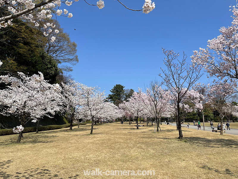 金沢城公園の桜