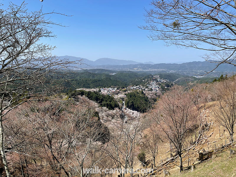 吉野山 中千本の桜