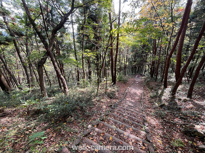 信夫山　冒険の森　紅葉