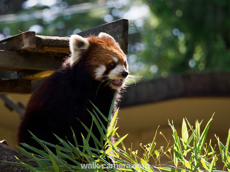 八木山動物公園 レッサーパンダ