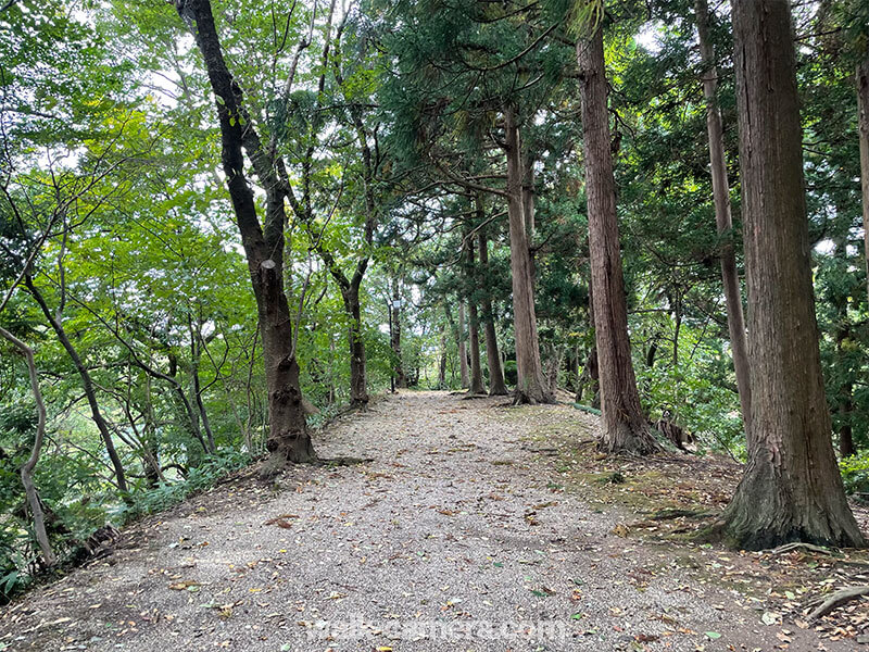 千秋公園　森林