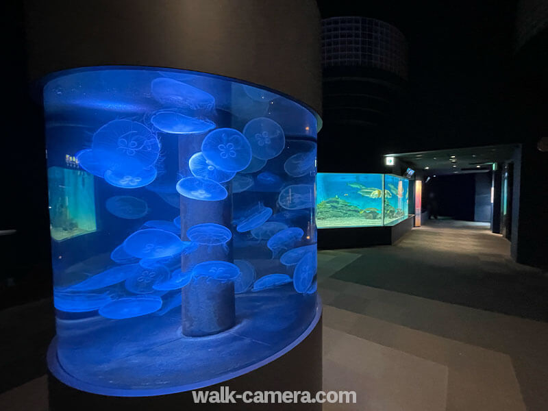 新潟市水族館マリンピア日本海　クラゲ