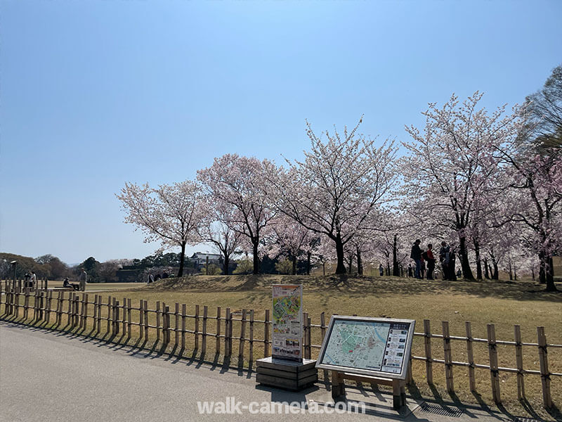 金沢城公園 桜