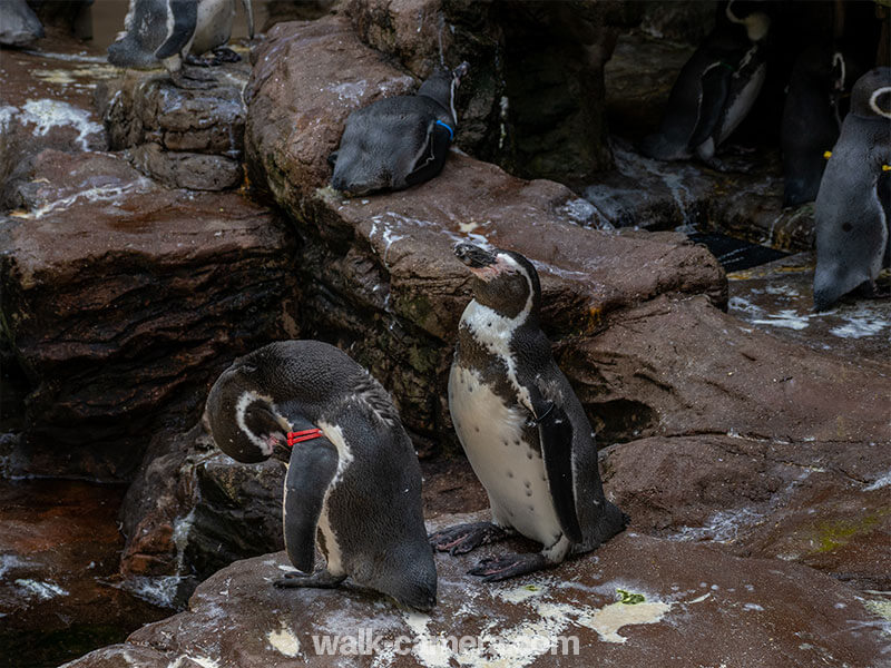 宮島水族館　ペンギン