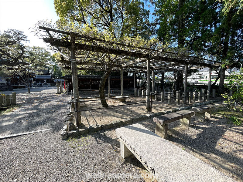 立木神社　藤棚