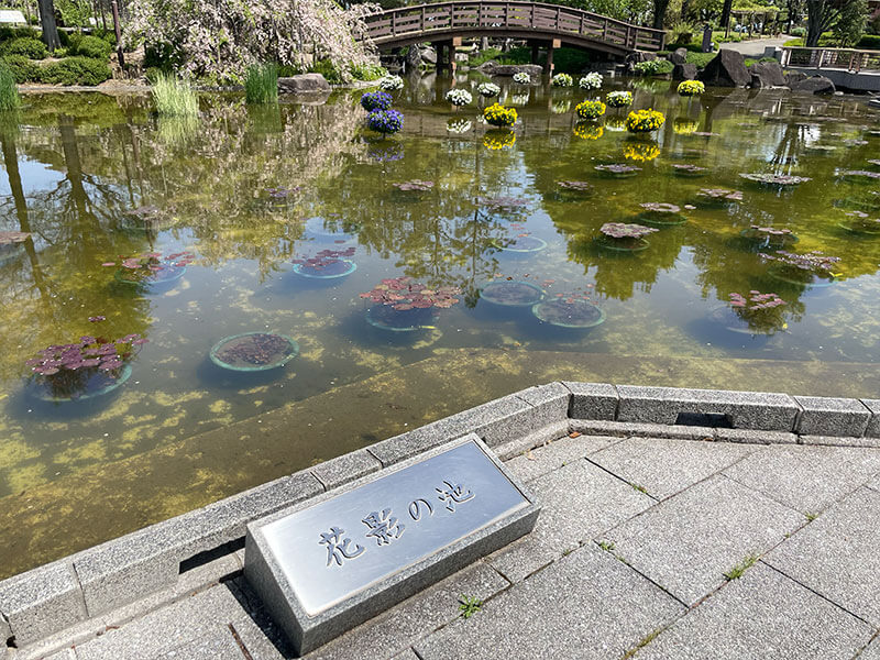 水生植物公園みずの森　花影の池
