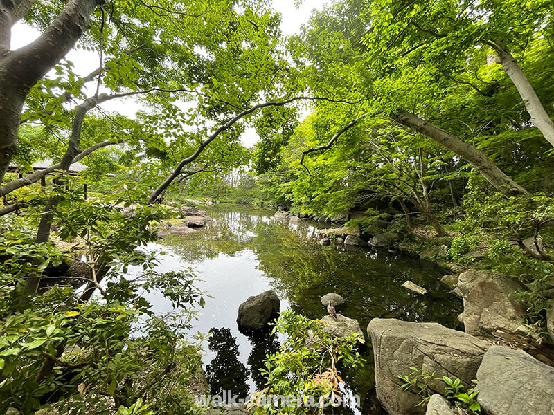 栃木県中央公園　日本庭園　見どころ