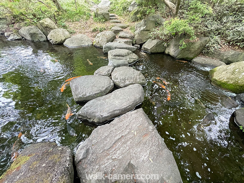 栃木県中央公園　日本庭園　鯉