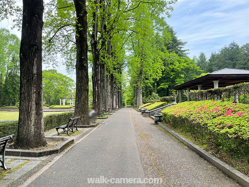 栃木県中央公園　ユリノキの並木