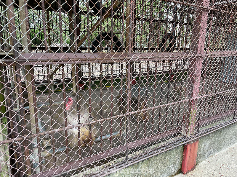 島尾海浜公園 ニホンザル