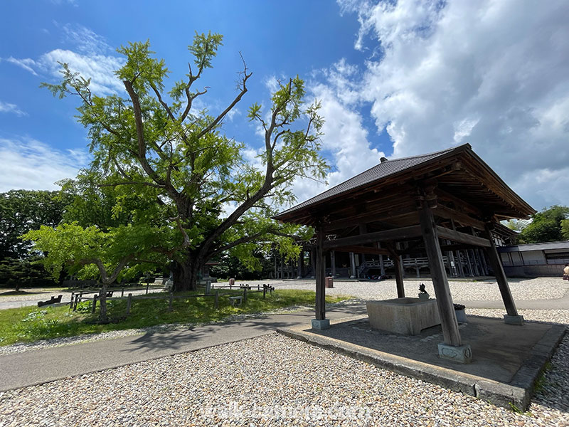 勝興寺　実ならずの銀杏・手水舎