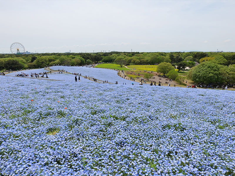 国営ひたち海浜公園