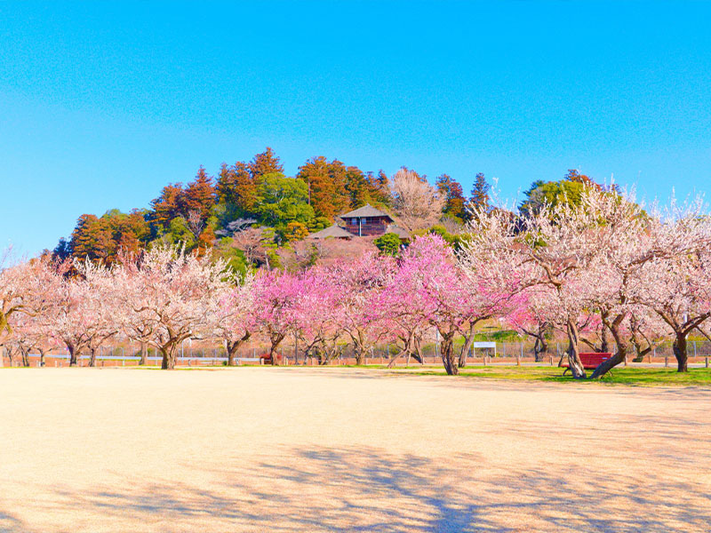 偕楽園 梅の名所