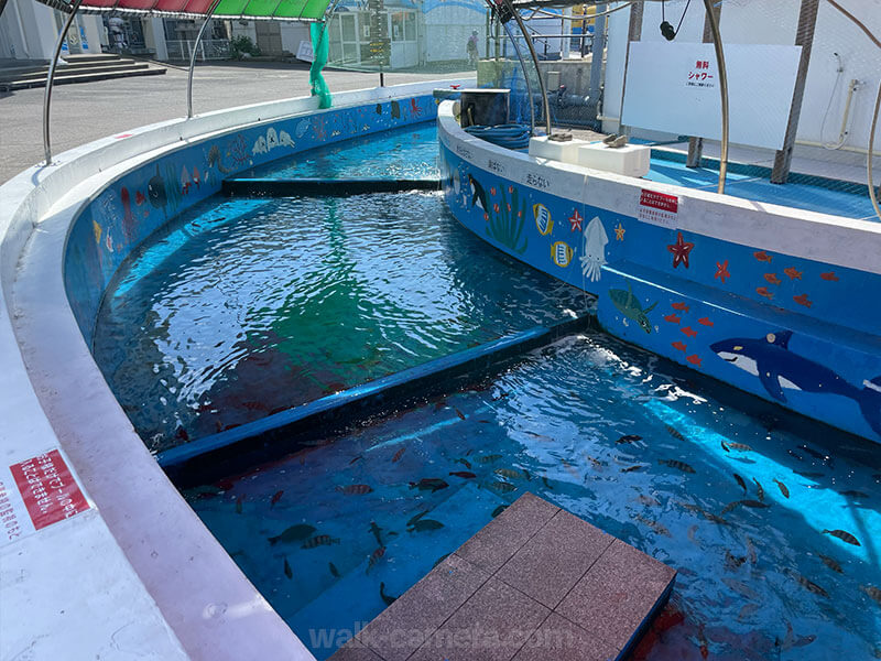 越前松島水 生物との触れ合いコーナー