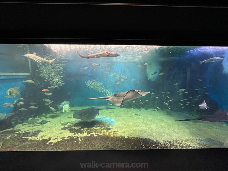 越前松島水族の見どころや楽しみ方