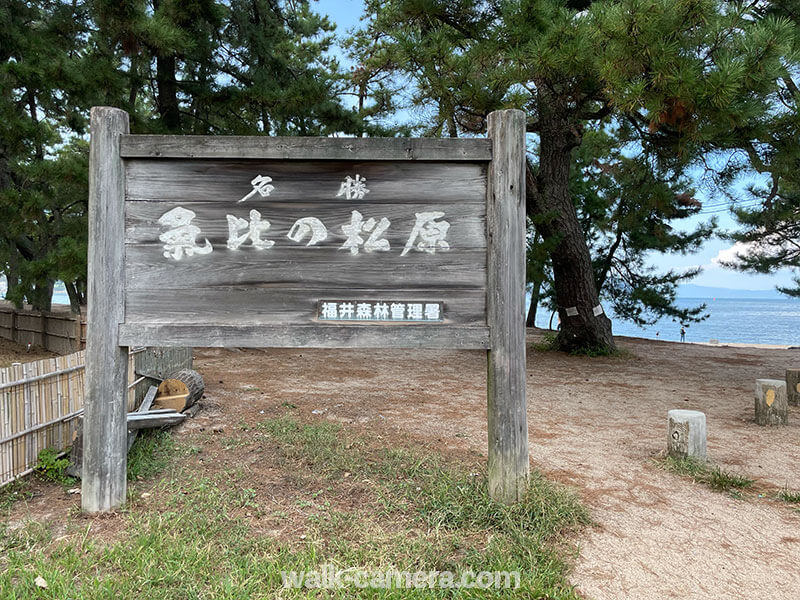 気比の松原の見どころや楽しみ方について