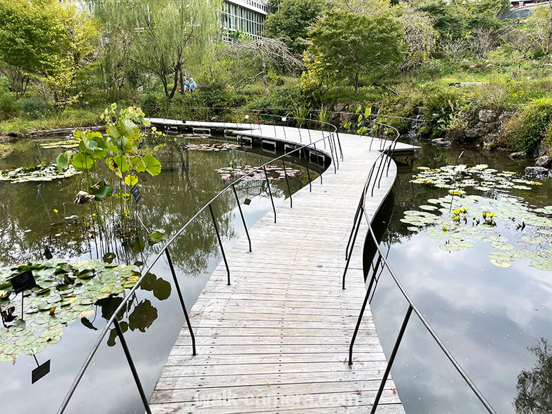 牧野植物園 池