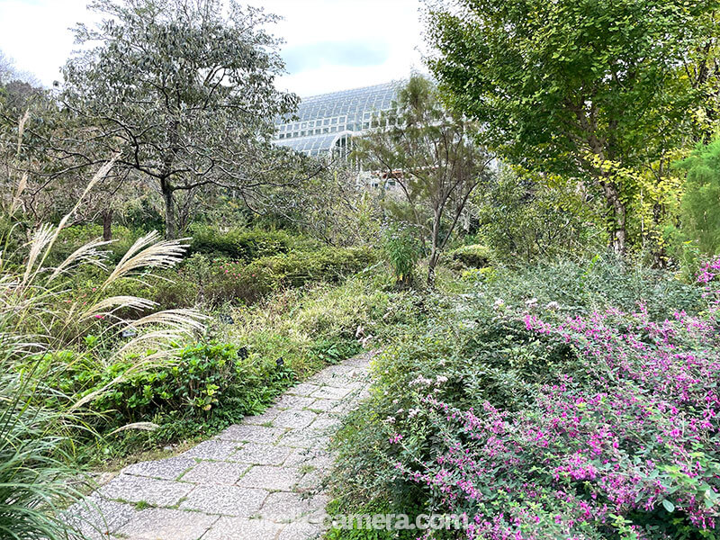 牧野植物園 季節の草花