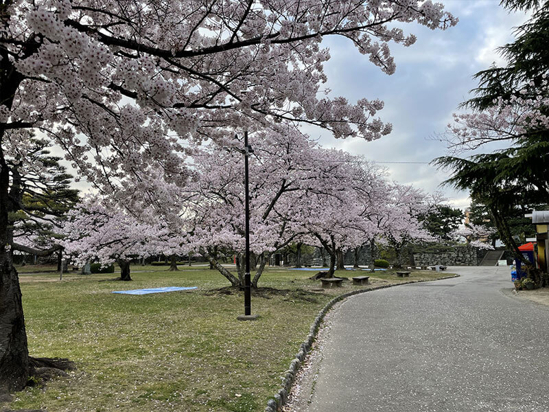 徳島中央公園 桜