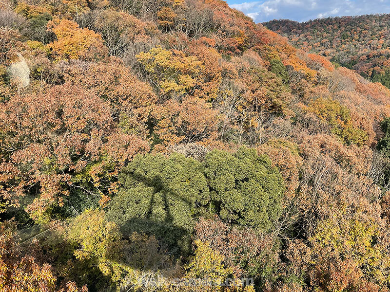 書写山ロープウェイの見どころ・楽しみ方