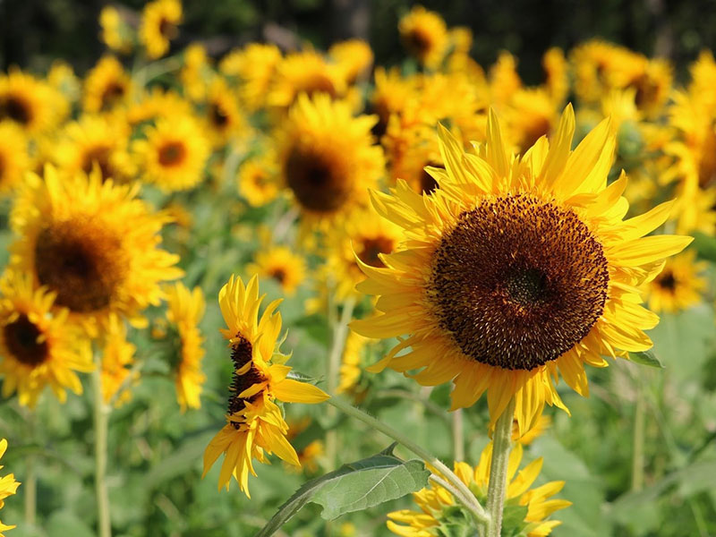 万博記念公園 季節の草花