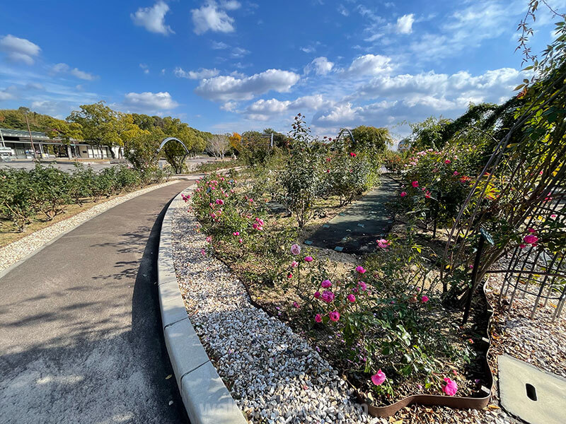 万博記念公園 平和のバラ園