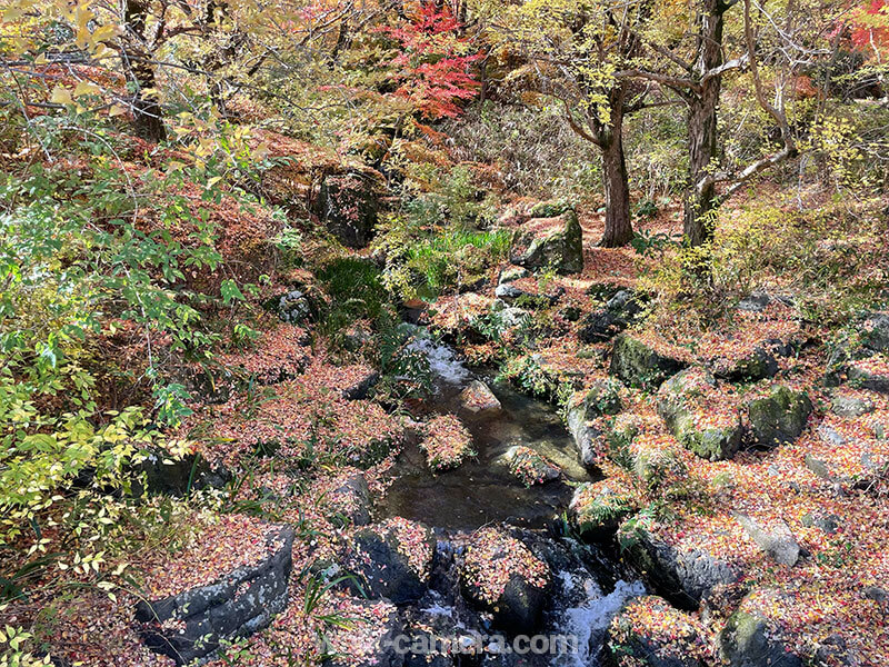 万博記念公園 紅葉渓 見どころ