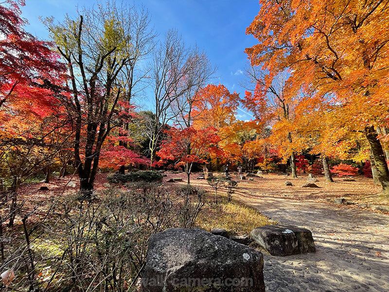 万博記念公園 自然豊か