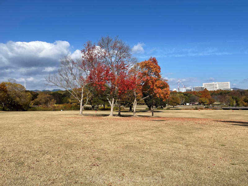 万博記念公園には何があるか（見どころや楽しみ方について）