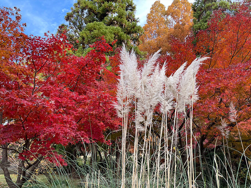 服部緑地都市緑化植物園 紅葉 見どころ