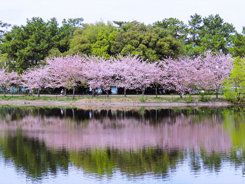 服部緑地 桜