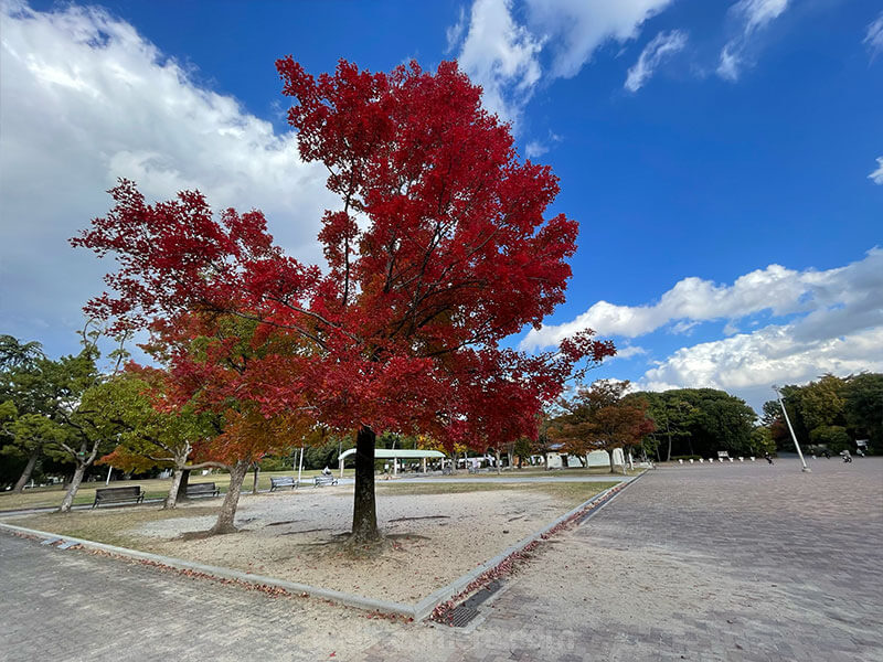 服部緑地 紅葉 見どころ