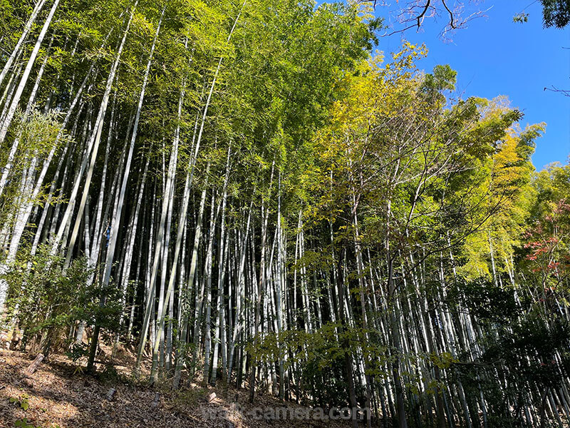 服部緑地 いなり山 見どころ