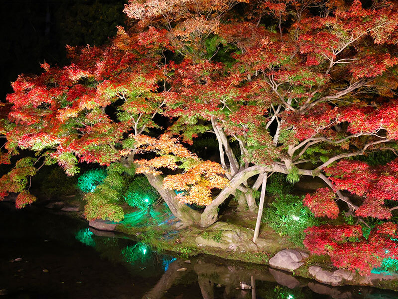 栗林公園 ライトアップ 見どころ