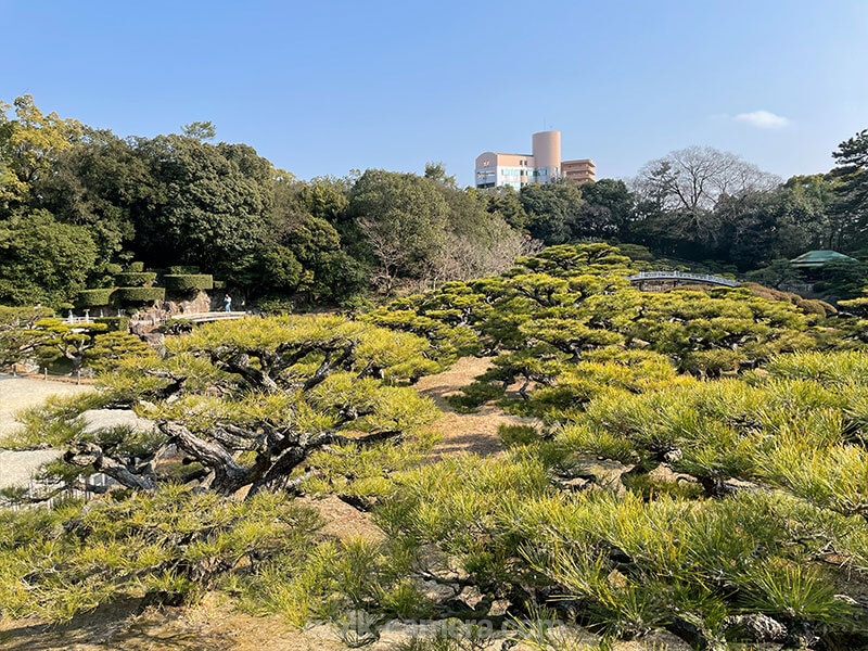 栗林公園 草花 見どころ