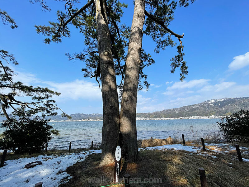 天橋立 夫婦松