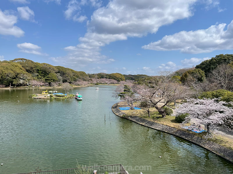 明石城跡 剛の池 桜 見どころ