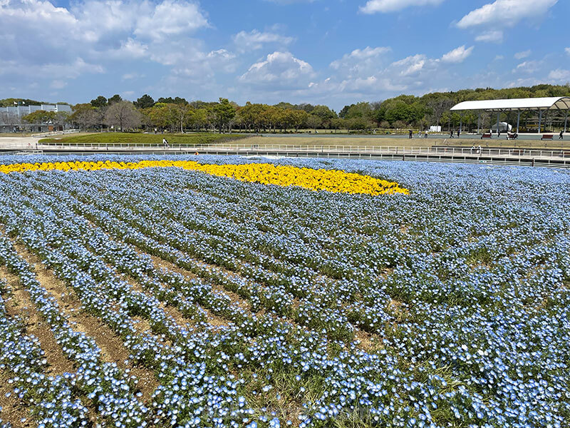 浜名湖ガーデンパーク 花ひろば ネモフィラ 見どころ