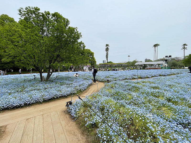 長居植物園 ライフガーデン 見どころ