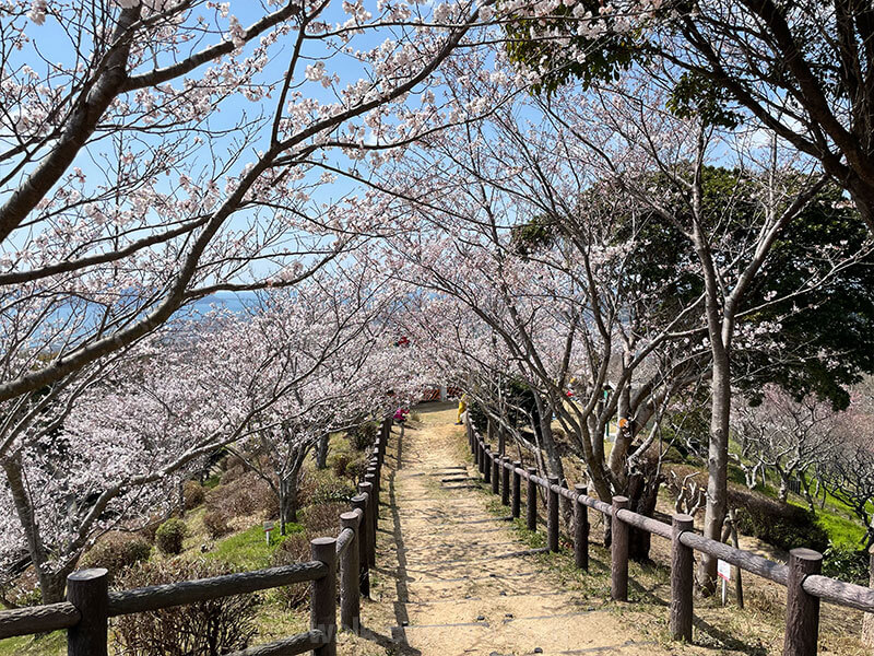 須磨浦山上遊園 植物 見どころ