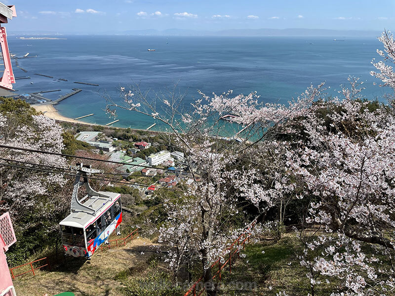 須磨浦山上遊園 鉢伏山上駅 桜