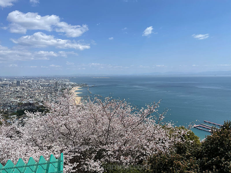 須磨浦山上遊園 東部展望台から見る瀬戸内海と桜