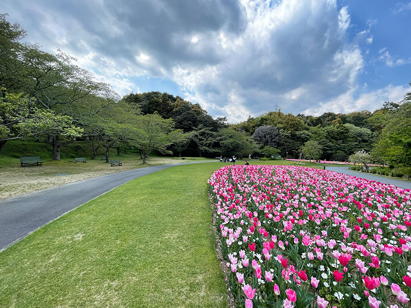 浜松フラワーパーク チューリップ 見どころ