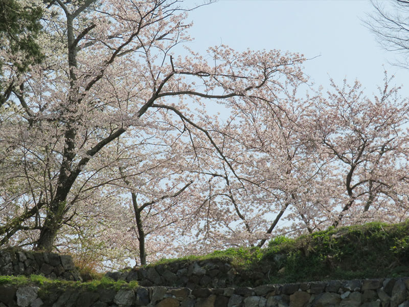 鳥羽城跡（城山公園）桜の名所