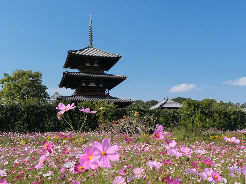 法起寺 コスモス