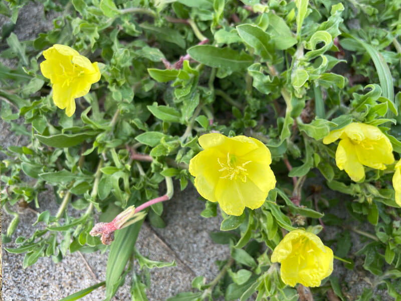 伊良湖岬自然散策路 植物