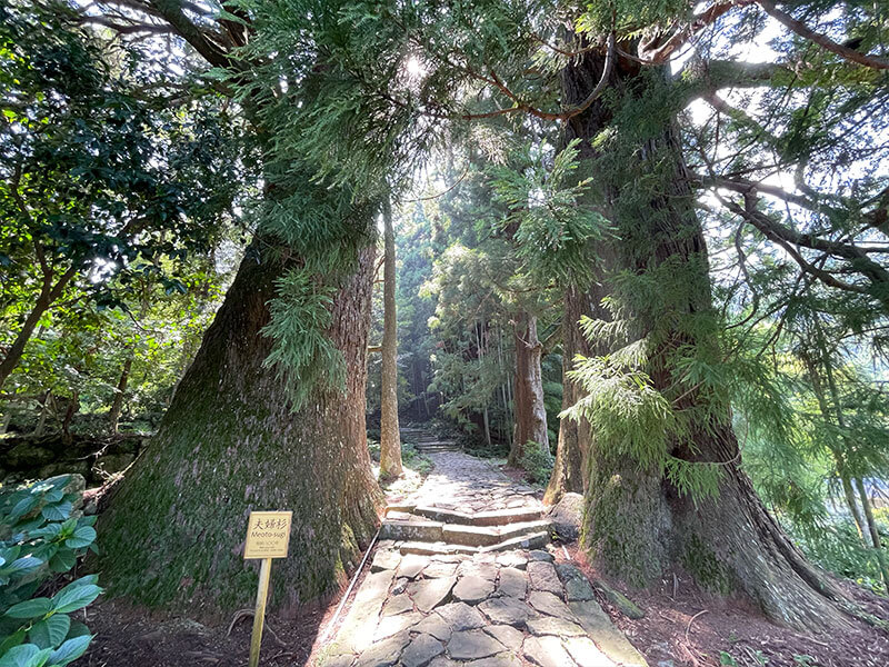 熊野那智大社 大門坂 夫婦杉