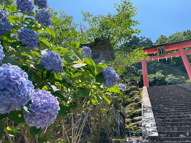 熊野那智大社 紫陽花