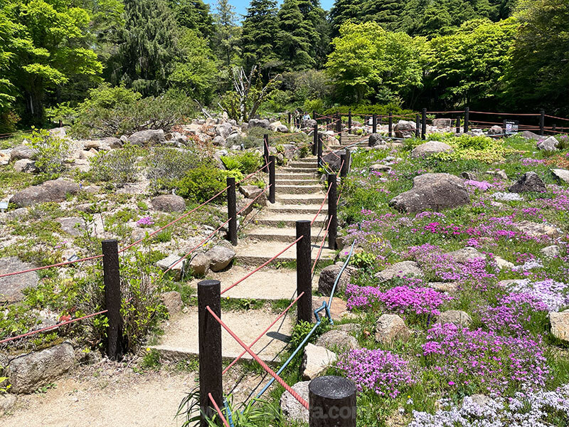 六甲高山植物園 季節の植物