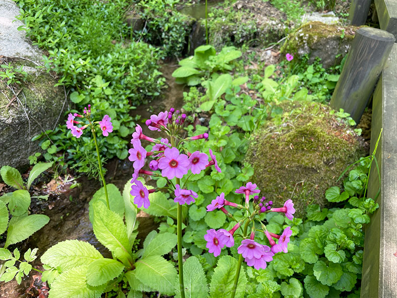 六甲高山植物園 クリンソウ
